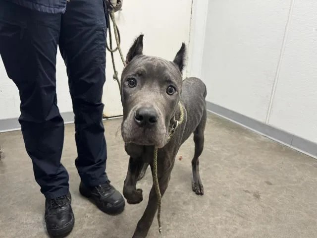 A young medium-sized male Pit Bull Terrier dog named Malfoy for adoption in Los Angeles, CA
