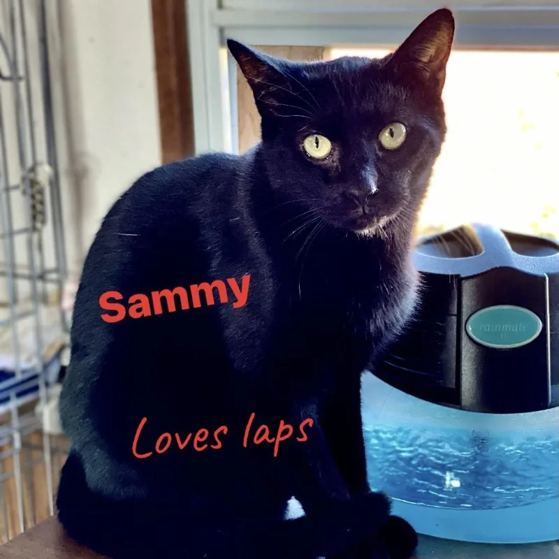 An adult medium-sized male Black Domestic Short Hair cat named Sammy for adoption in Berkeley Springs, WV