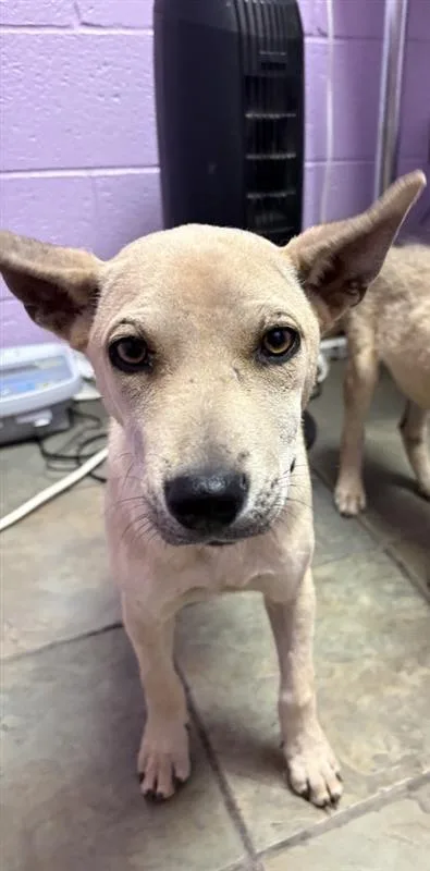 A baby medium-sized female Yellow / Tan / Blond / Fawn Mixed Breed dog named Cookie for adoption in El Paso, TX