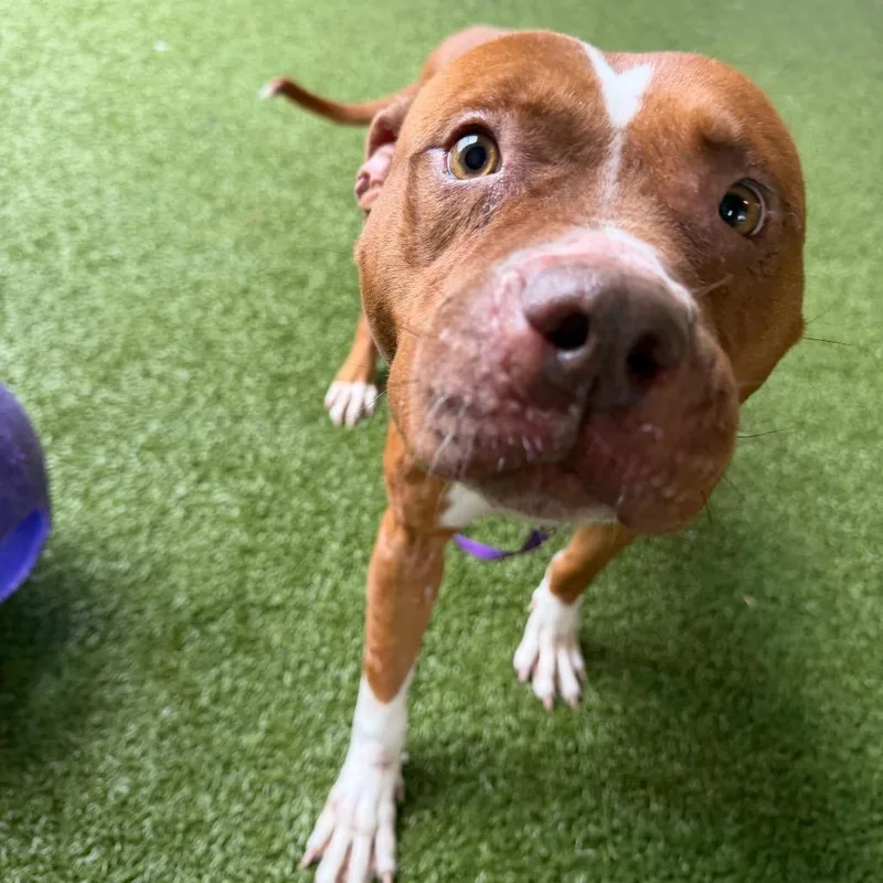 An adult medium-sized female Red / Chestnut / Orange Terrier dog named Oatmeal Raisin for adoption in West Palm Beach, FL