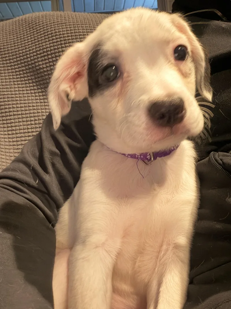 A baby medium-sized female Australian Shepherd dog named Libi for adoption in Byron, IL