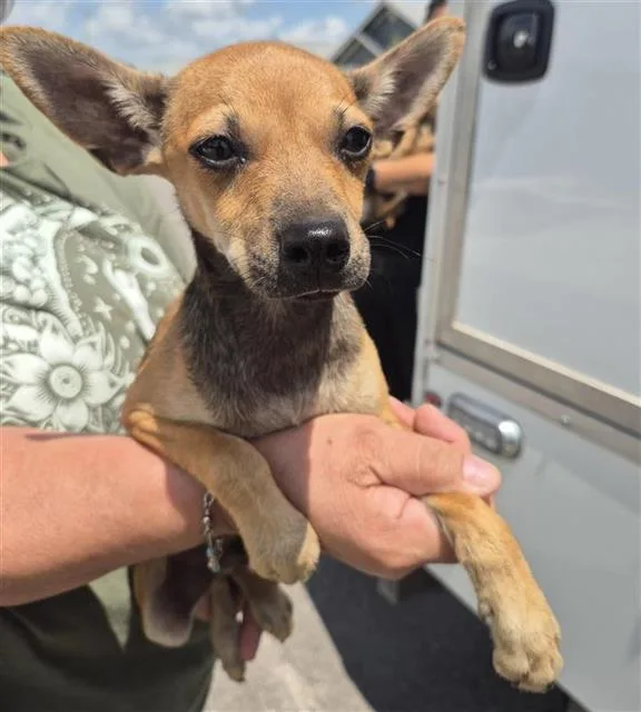 A baby small-sized male Chihuahua dog named Chewbacca for adoption in San Antonio, TX