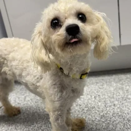 Lucky Charm thumbnail 2