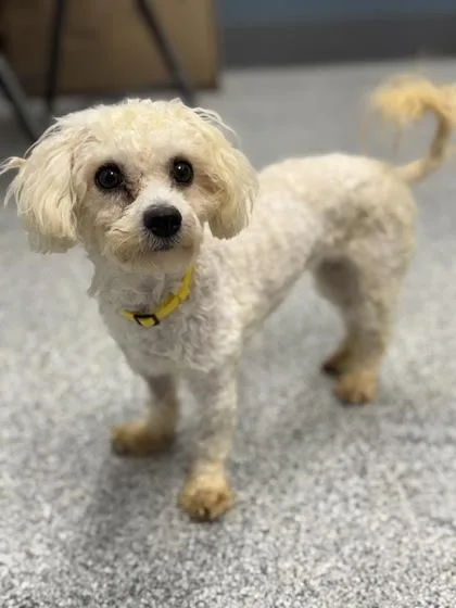 Lucky Charm thumbnail 3