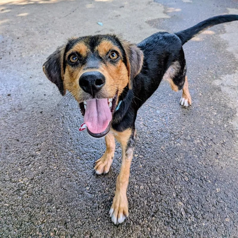A young small-sized female Black Hound dog named Turin for adoption in Wake Forest, NC