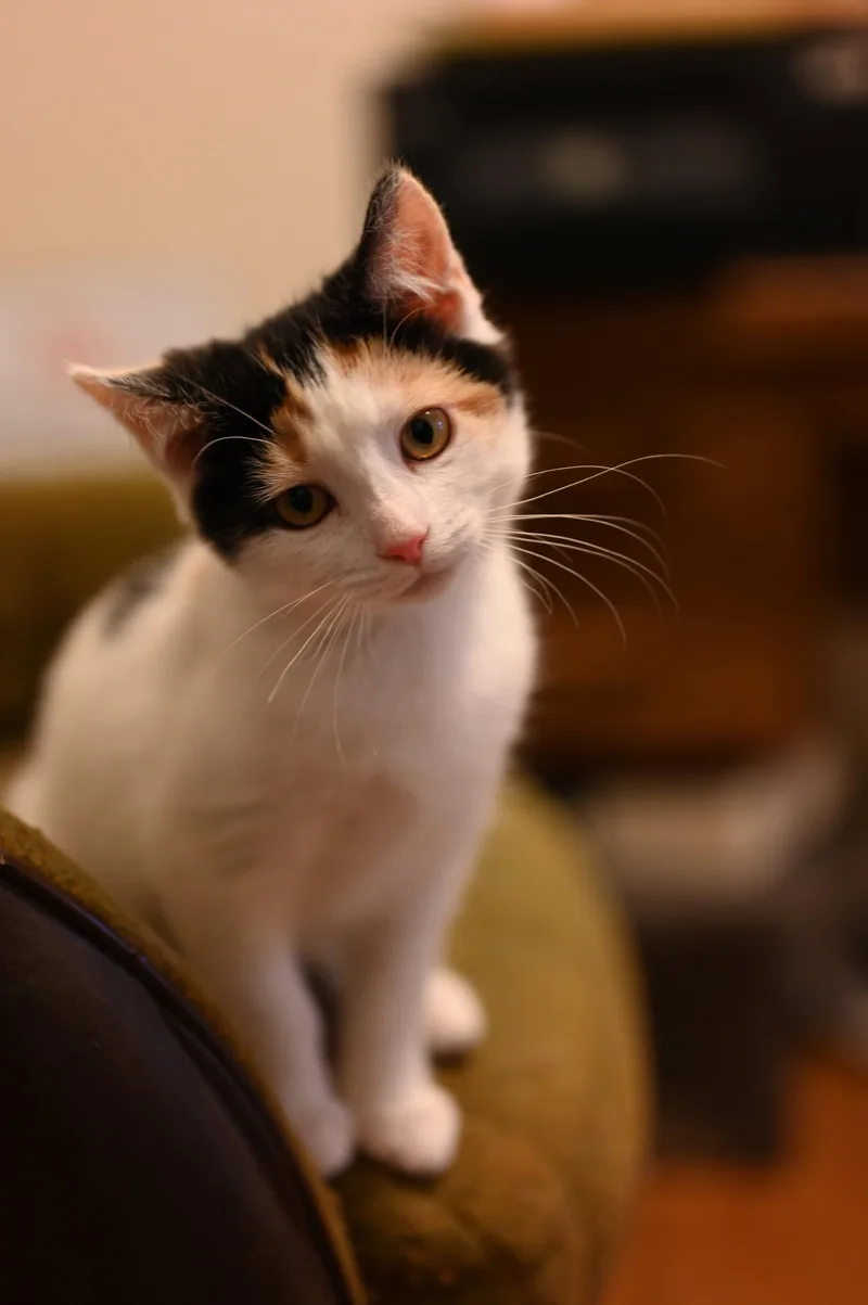 A baby medium-sized female Domestic Short Hair cat named Serenity for adoption in Lancaster, PA