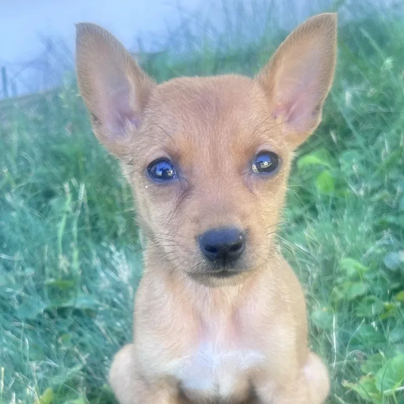 A baby small-sized female Mixed Breed dog named Willow for adoption in Laramie, WY