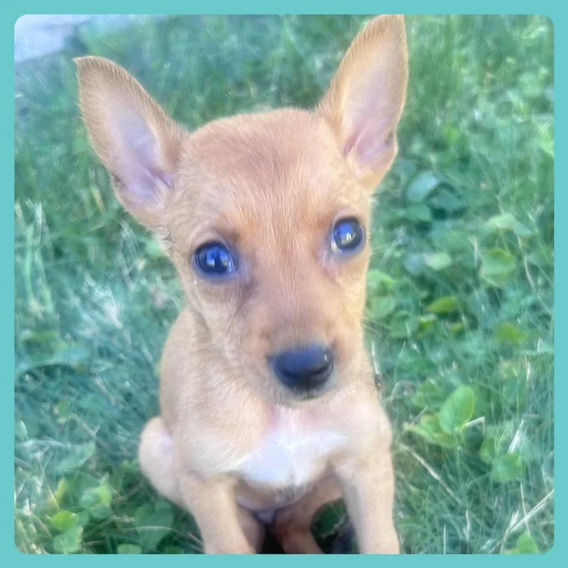 Willow thumbnail 5