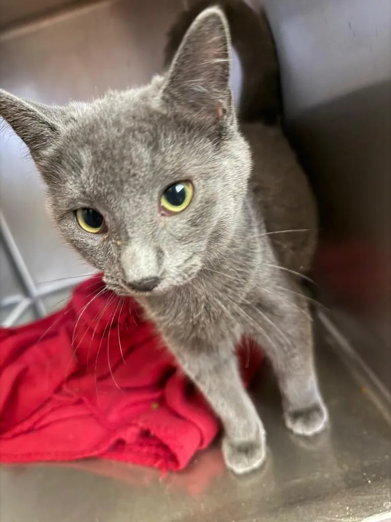 A baby medium-sized male Domestic Short Hair cat named Franklin for adoption in Cumming, GA