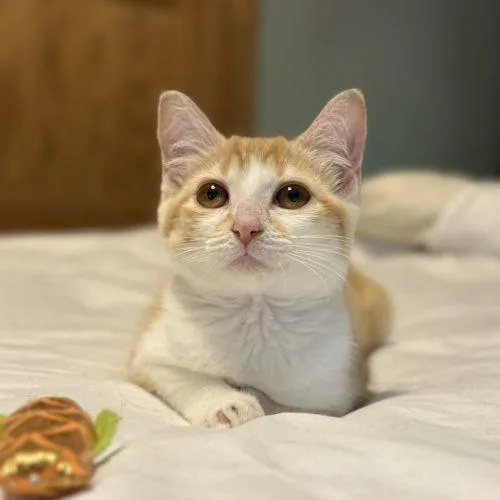 A baby small-sized female Tabby (Orange / Red) Tabby cat named Camille Leon for adoption in Knoxville, TN