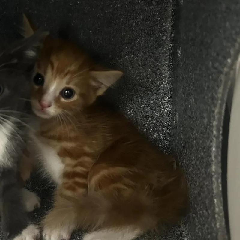 A baby small-sized male Domestic Short Hair cat named Tabasco for adoption in Newark, NJ