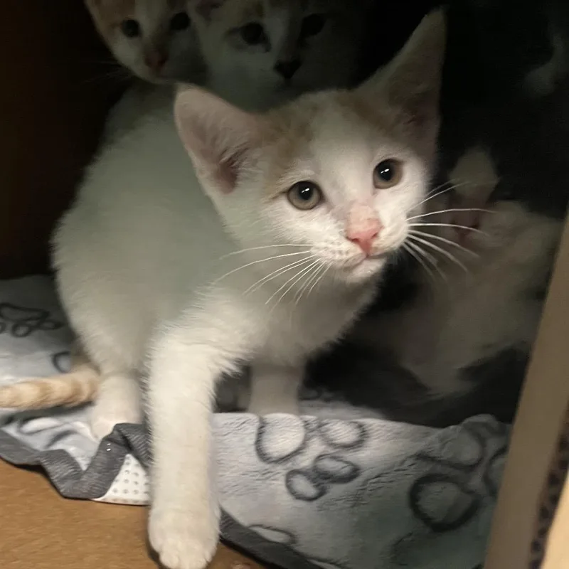 A baby small-sized male White Domestic Short Hair cat named Moonflower for adoption in Owosso, MI