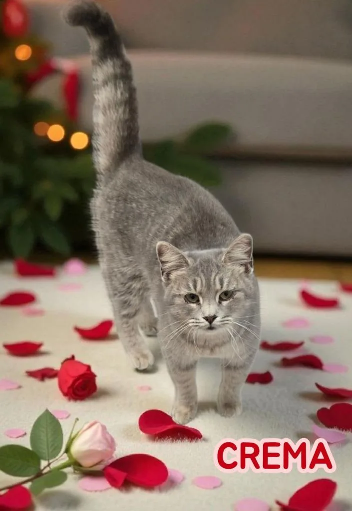 Crema
