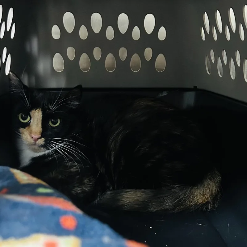A young medium-sized female Black Domestic Short Hair cat named Rutti for adoption in East Smithfield , PA