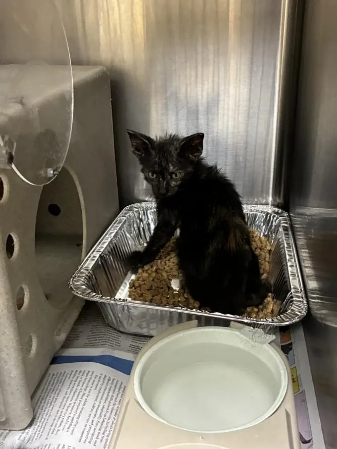 A baby small-sized female Domestic Short Hair cat named Fiji for adoption in Texas City, TX