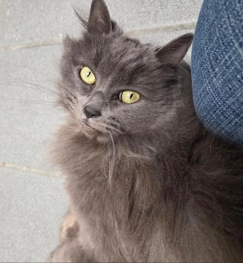 An adult medium-sized female Gray / Blue / Silver Domestic Long Hair cat named Puddle for adoption in Muskegon, MI