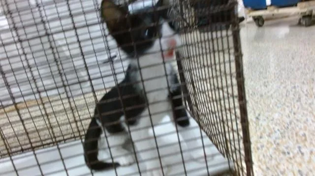 A baby small-sized male Domestic Short Hair cat named Pulgita for adoption in Miami, FL