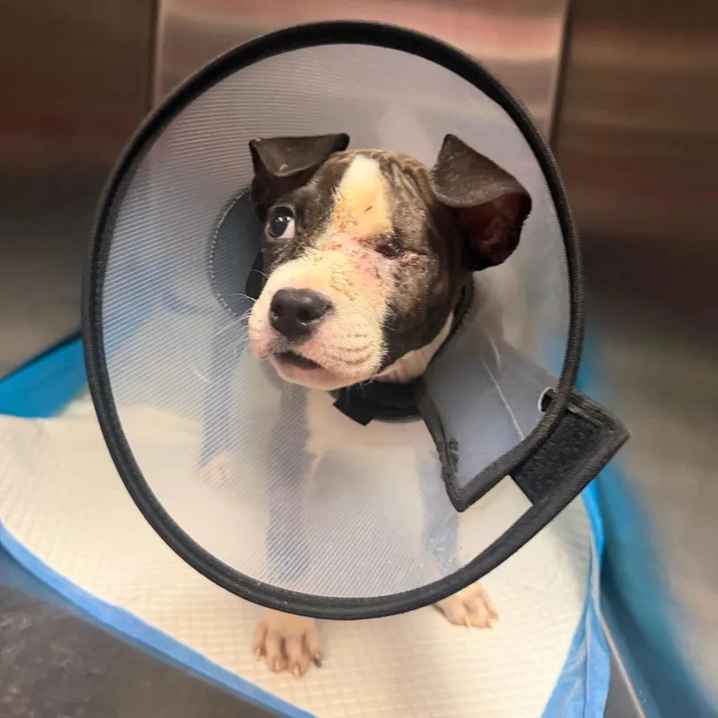 A baby medium-sized male Brown / Chocolate Mixed Breed dog named Balor for adoption in Springboro, OH
