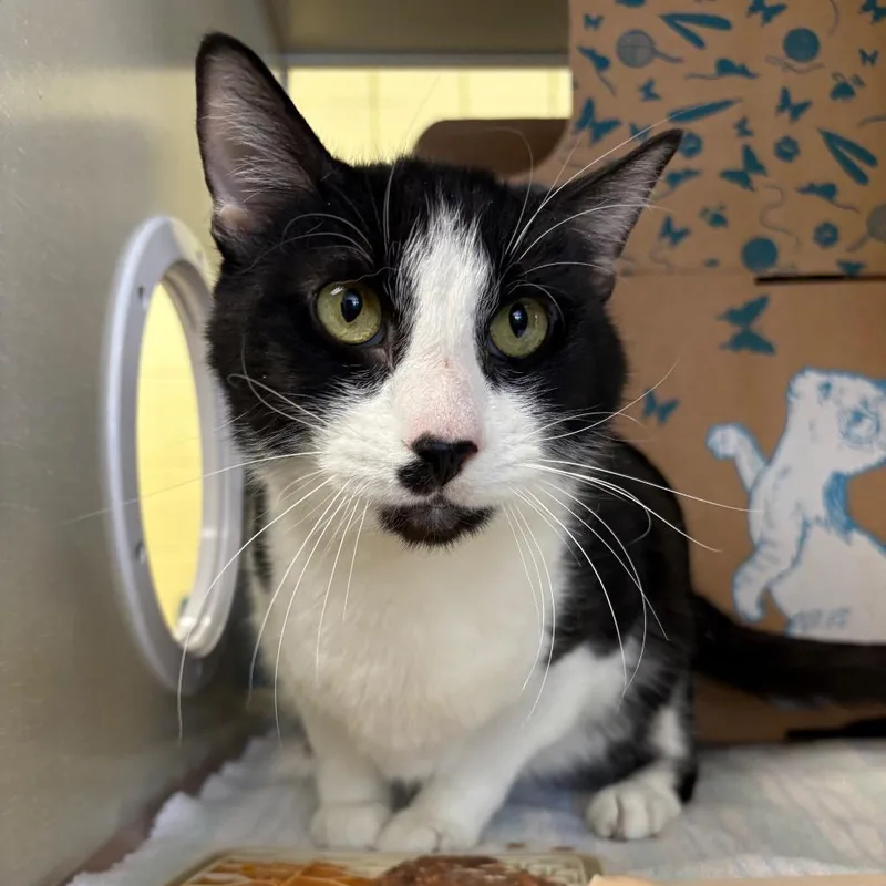 An adult large-sized male Gray / Blue / Silver Domestic Long Hair cat named Gohan for adoption in West Olive, MI