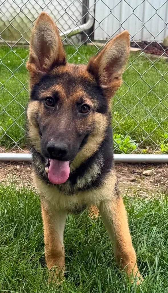 A baby large-sized female German Shepherd Dog dog named Pixie for adoption in Lagrange, IN