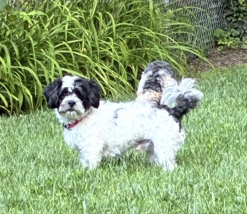 A young small-sized male Black Mixed Breed dog named Kenny for adoption in Maineville, OH