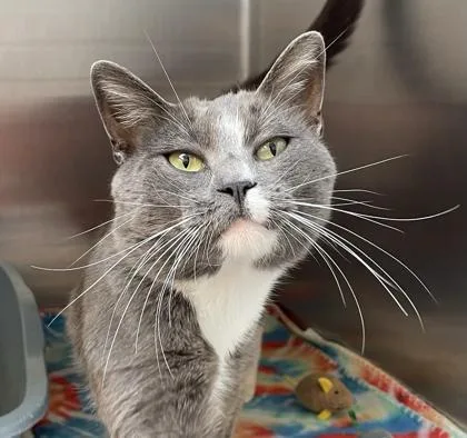 A young medium-sized male Gray & White Domestic Short Hair cat named Night Shade for adoption in Tinley Park, IL
