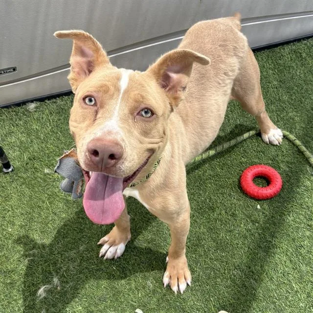 An adult large-sized male Pit Bull Terrier dog named Conner for adoption in Phoenix, AZ