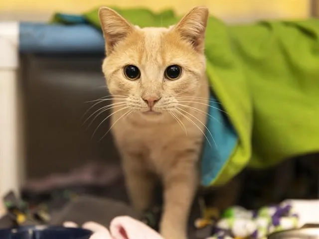 An adult medium-sized male Domestic Short Hair cat named Mantequilla for adoption in Phoenix, AZ
