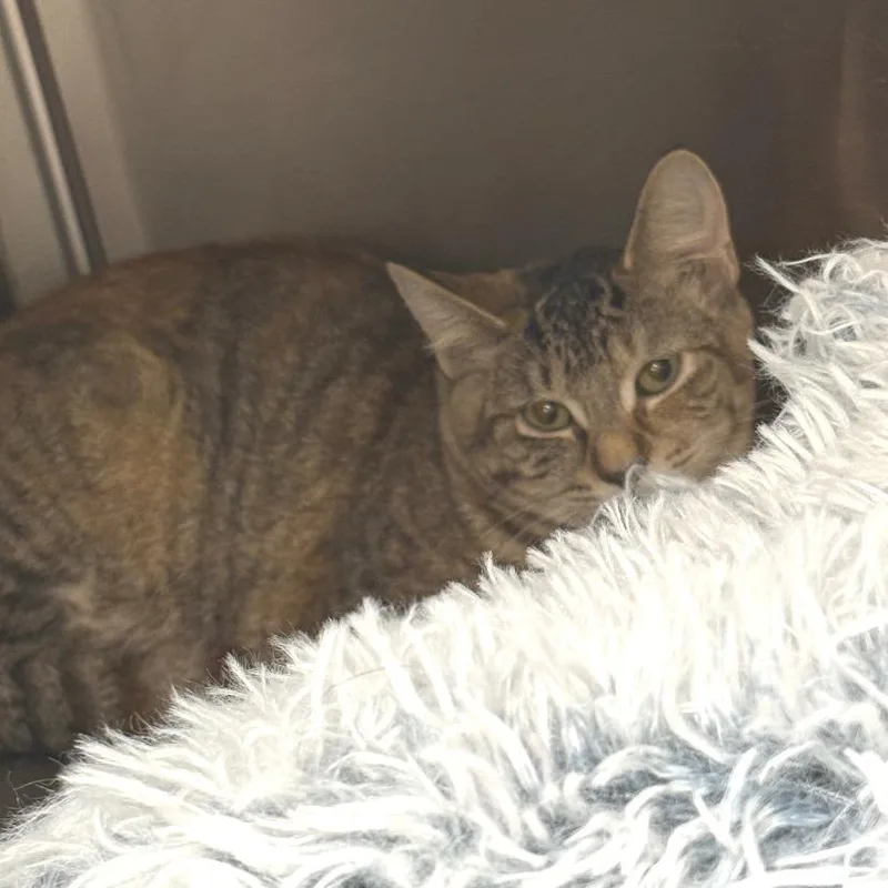 A young medium-sized female Domestic Short Hair cat named Spitfire for adoption in East Smithfield , PA