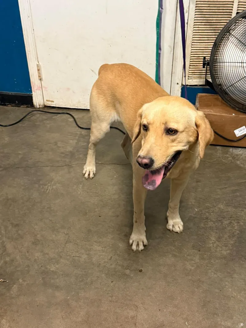 An adult medium-sized male Labrador Retriever dog named Dave for adoption in Ozark, AL