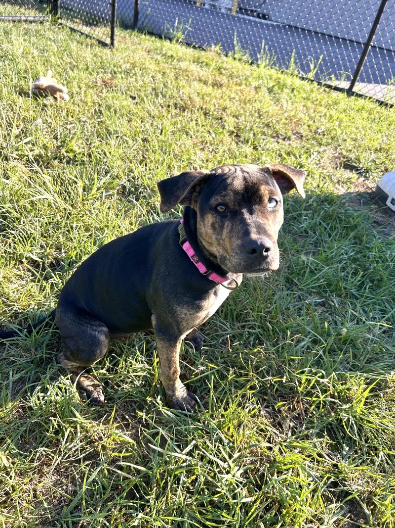 A young medium-sized female Black American Bully dog named Flops for adoption in Shepherdsville, KY