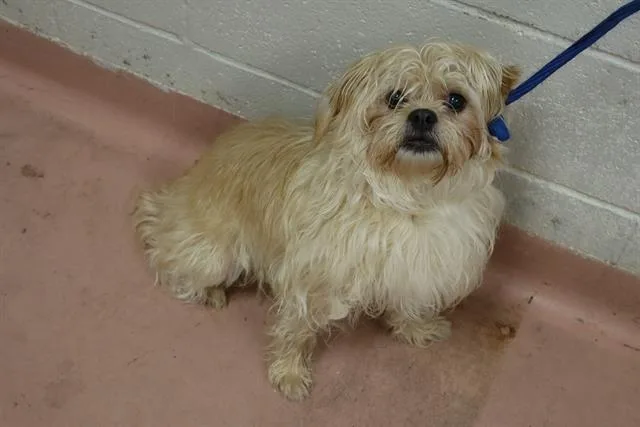 A young small-sized female Mixed Breed dog named Bailey for adoption in Columbia, SC