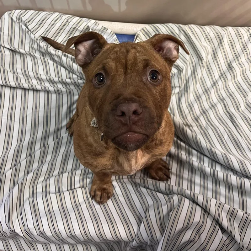 A baby large-sized male Mixed Breed dog named Spruce for adoption in Fairport, NY