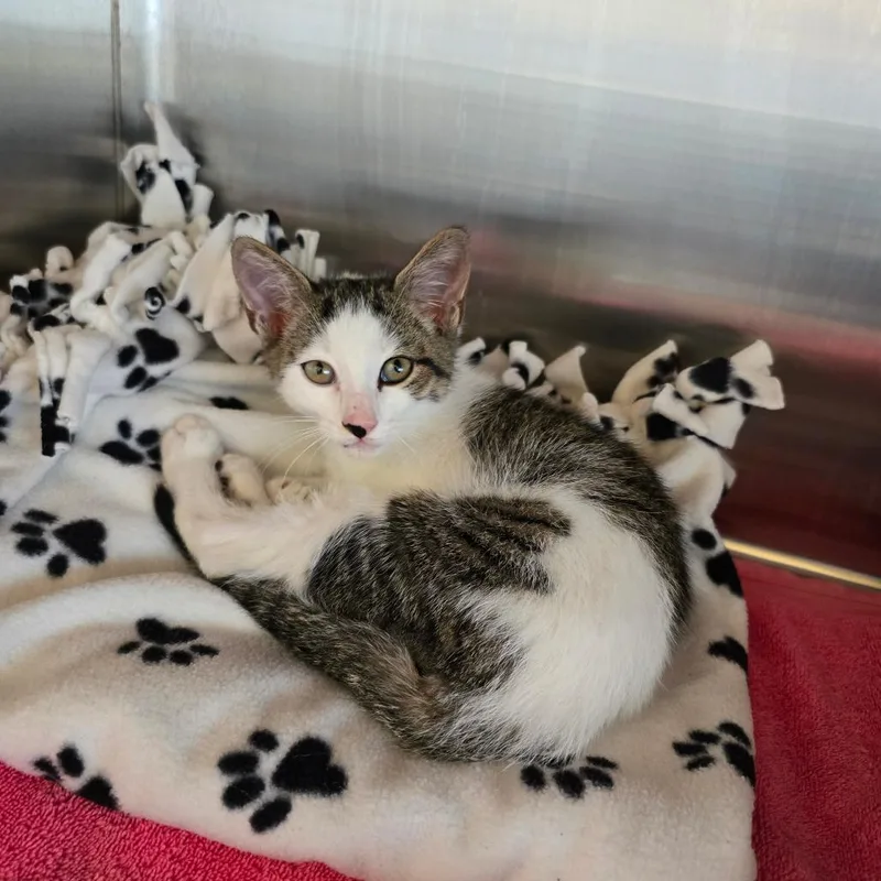 A baby small-sized male White Domestic Short Hair cat named Norman for adoption in Naples, FL