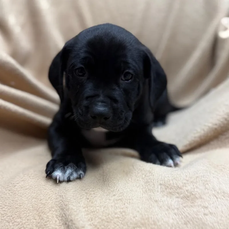 A baby medium-sized male Black Mixed Breed dog named Pan for adoption in St. Peters, MO