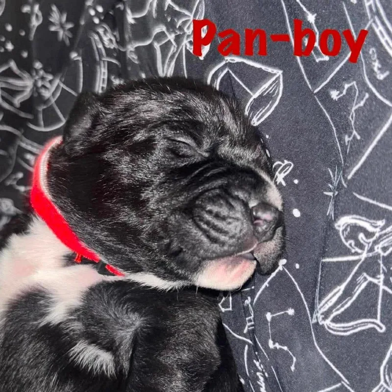 Pan thumbnail 2