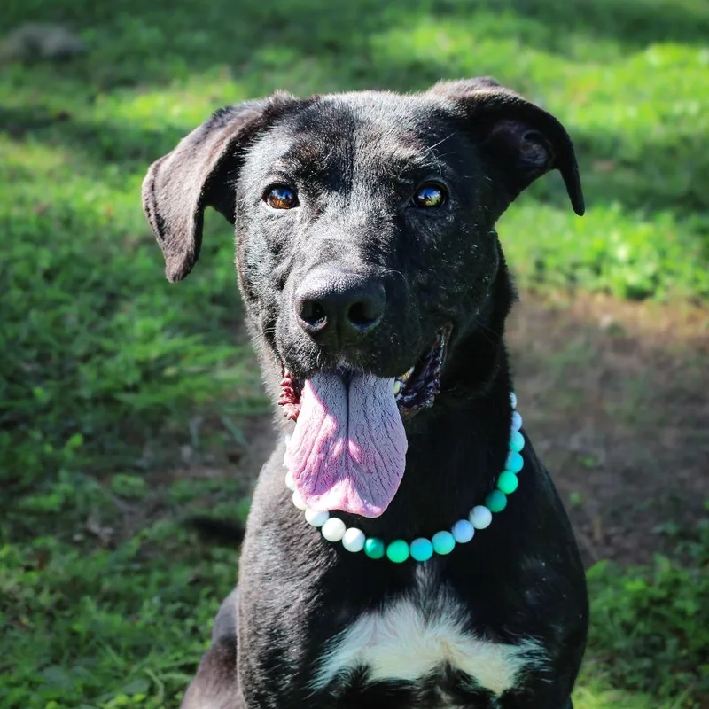 An adult medium-sized male Black Mixed Breed dog named Fernando for adoption in Springboro, OH