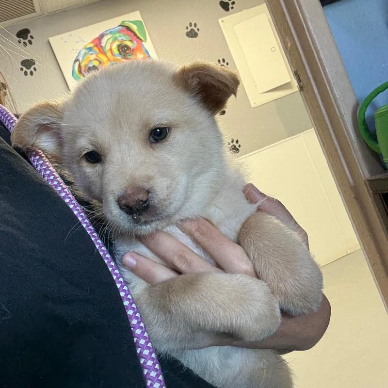 A baby medium-sized female White / Cream Collie dog named Violet for adoption in Casa Grande, AZ