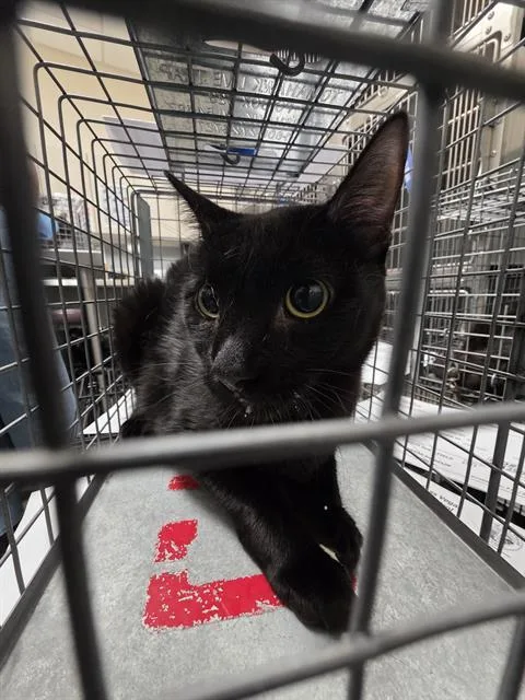 A young large-sized female Domestic Short Hair cat named Ethel for adoption in Las Vegas, NV