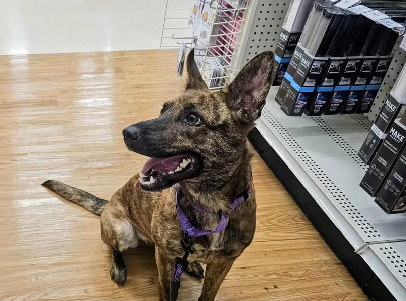 An adult medium-sized female Dutch Shepherd dog named Shelby for adoption in Helotes , TX