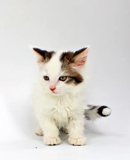 A baby small-sized female Domestic Long Hair cat named Sushi for adoption in Morton Grove, IL