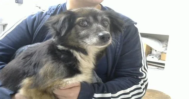 An adult medium-sized female Chihuahua dog named Lola for adoption in Pasadena, TX
