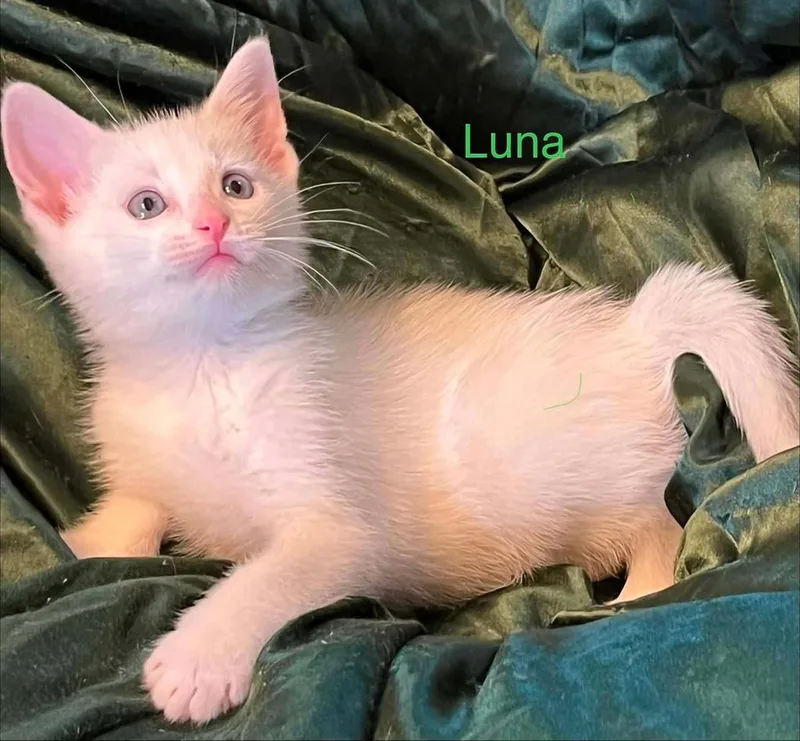 A baby small-sized female American Shorthair cat named Luna for adoption in El Dorado, AR