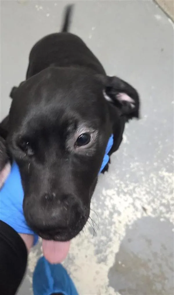 A baby medium-sized female Pit Bull Terrier dog named Lady for adoption in Vancouver, WA