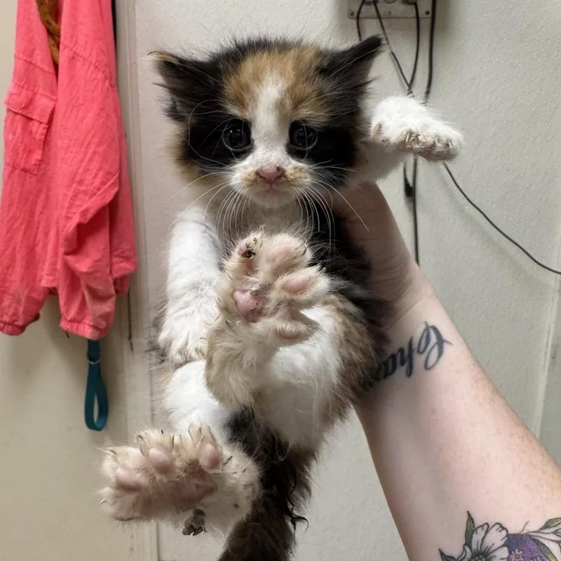 Needoh