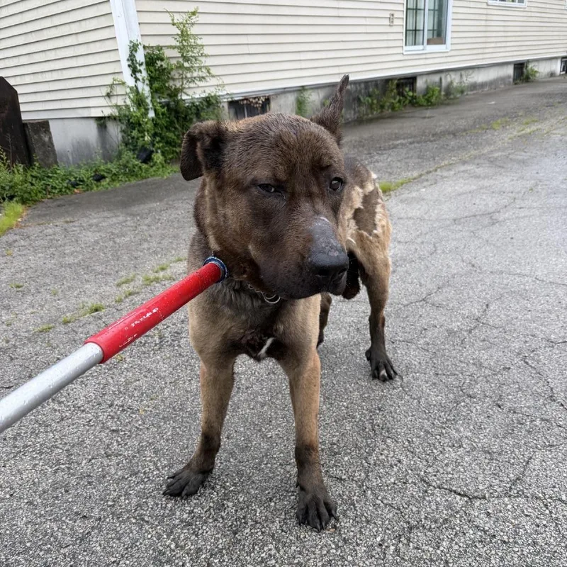 An adult small-sized male Brown / Chocolate German Shepherd Dog dog named Roscoe Nash for adoption in St. Louis, MO
