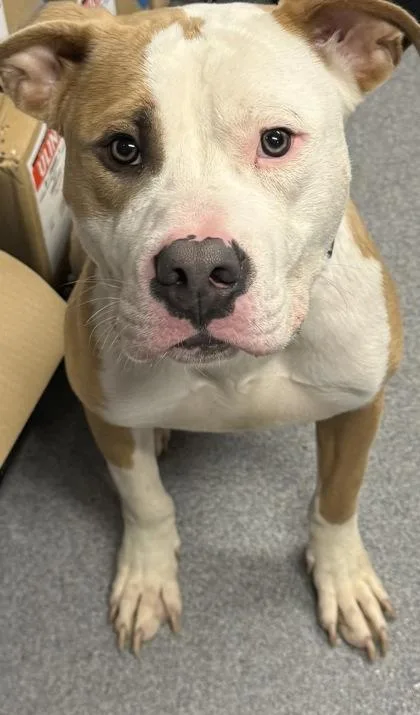 An adult medium-sized male Mixed Breed dog named Sevyn for adoption in West Chester, PA