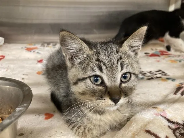 A baby small-sized female Domestic Short Hair cat named Leah for adoption in Tustin, CA