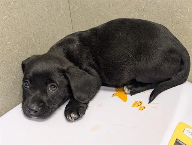 A baby small-sized male Terrier dog named A for adoption in Moreno Valley, CA