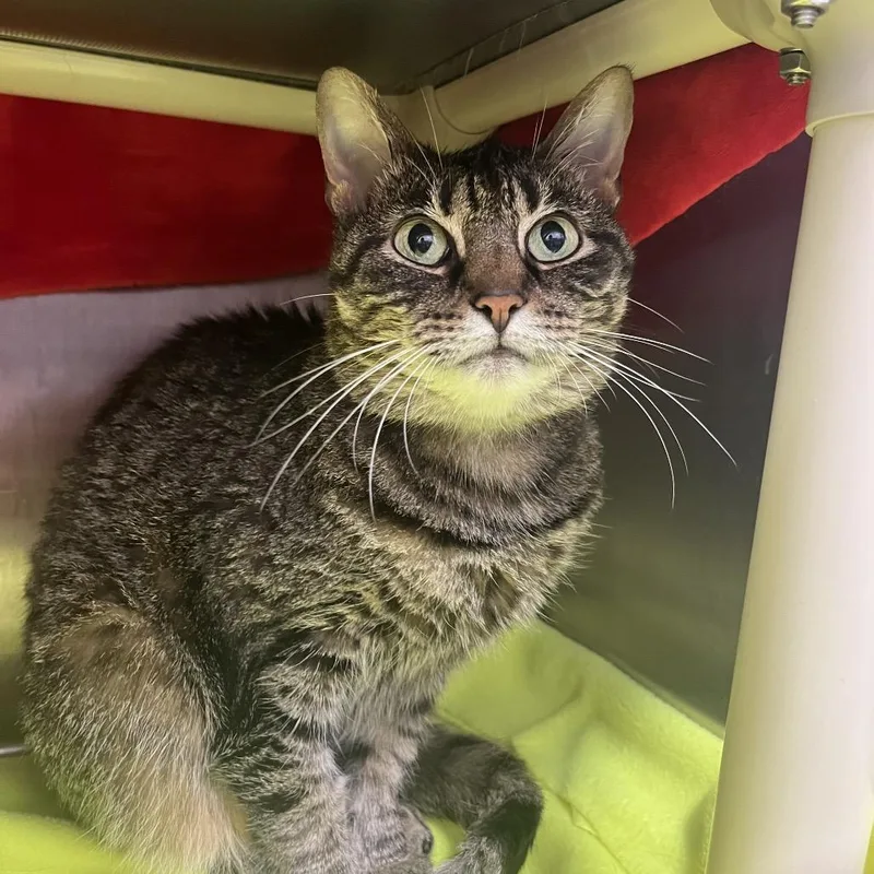 A senior medium-sized female Brown / Chocolate Domestic Short Hair cat named Frankie for adoption in Fort Wayne, IN